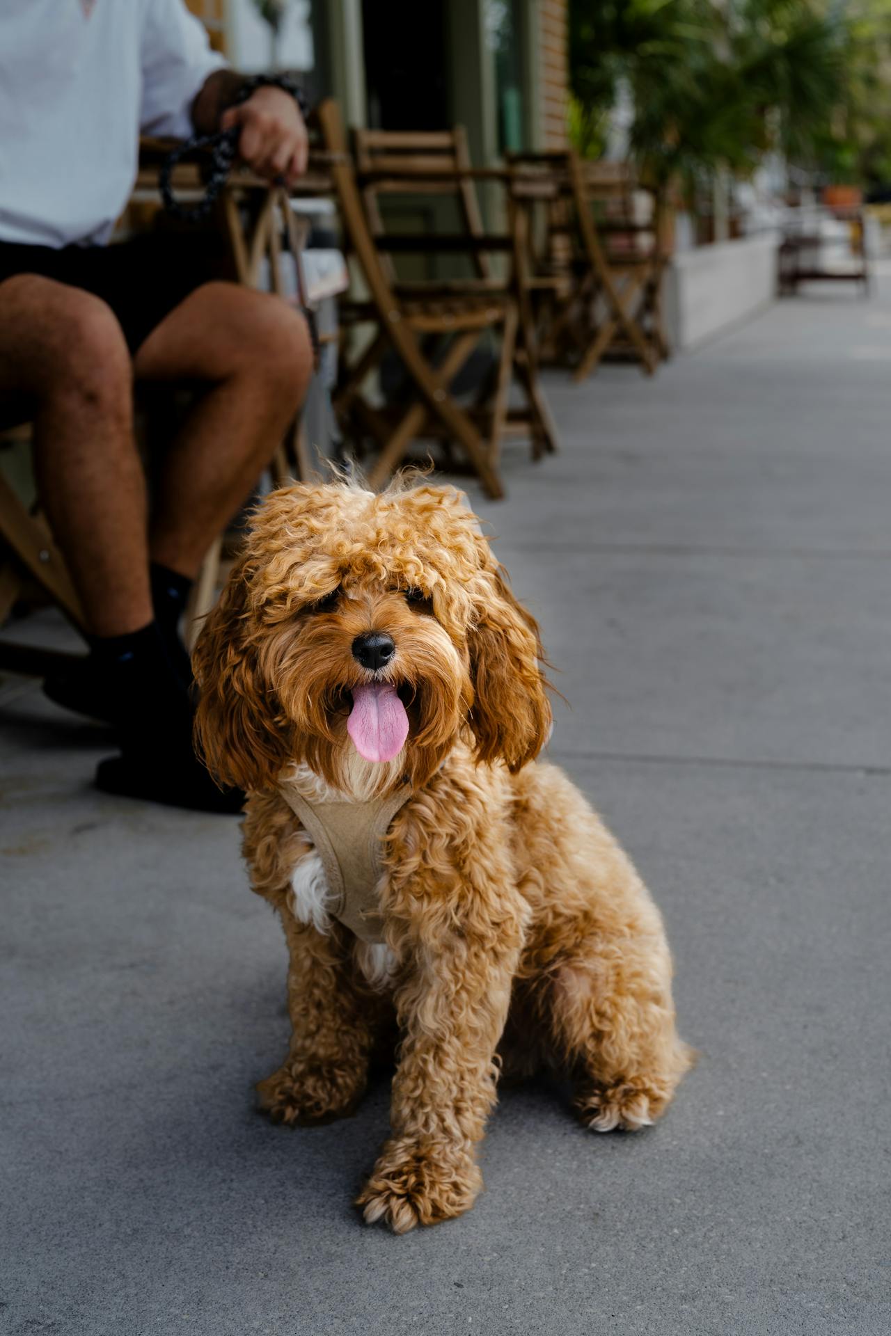 cavoodle rehoming