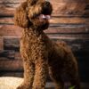 🌁Adopt Milo