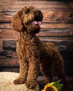 87F3D95C-7451-4206-B0FB-91DE727F8379 🌁Adopt Milo