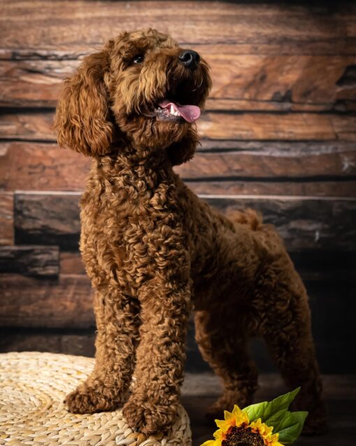 🌁Adopt Milo