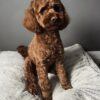 🌁Adopt Milo