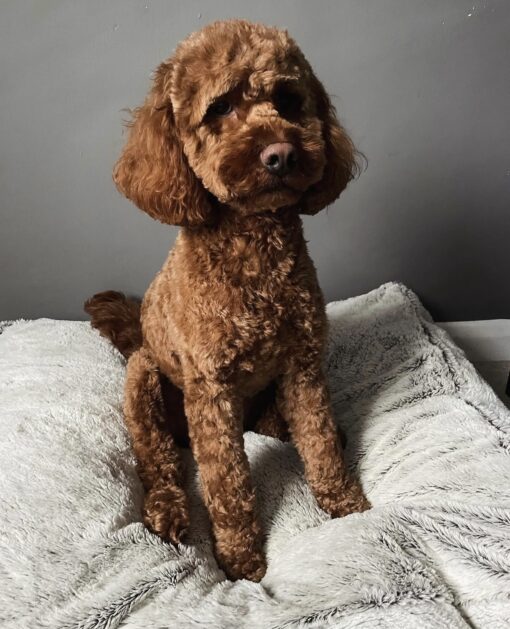 🌁Adopt Milo