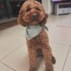 🌁Adopt Milo