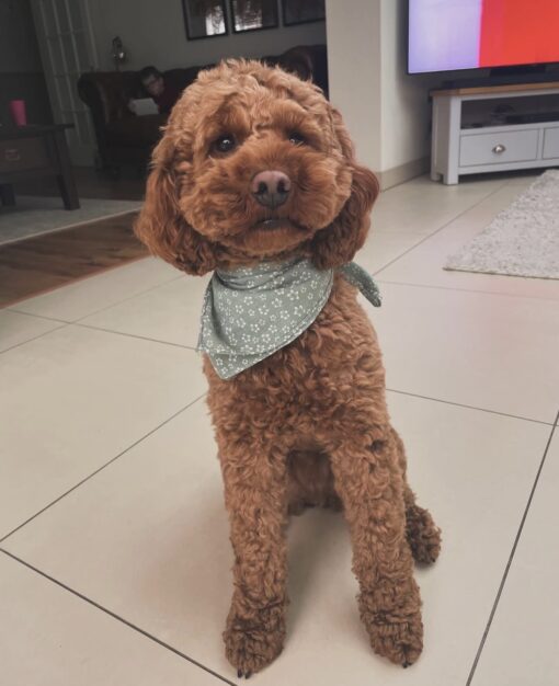 🌁Adopt Milo