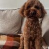 🌁Adopt Milo