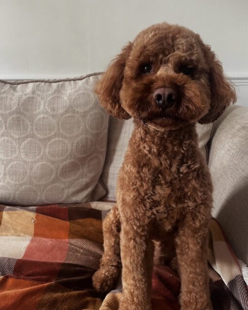 🌁Adopt Milo