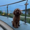 🌁Adopt Milo
