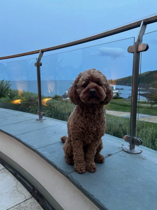 🌁Adopt Milo