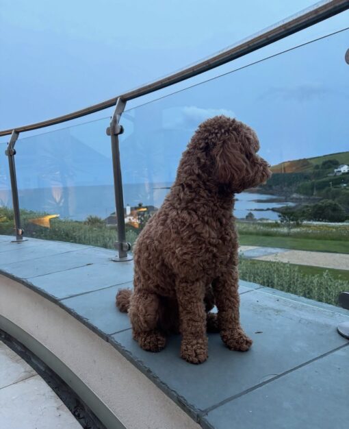 🌁Adopt Milo