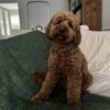 🌁Adopt Milo