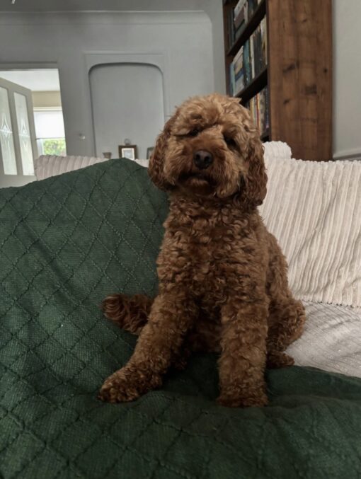 🌁Adopt Milo