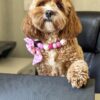 🌠 Adopt Annie