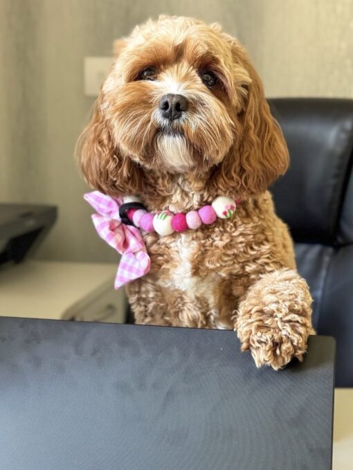 🌠 Adopt Annie