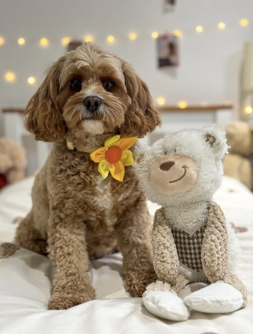 🌠 Adopt Annie