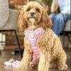 🌠 Adopt Annie