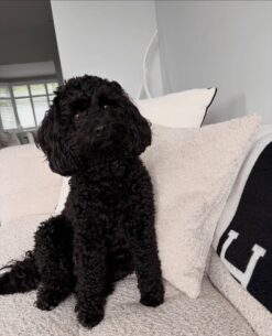🌌Adopt Hugo