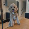 🎇Adopt Homer