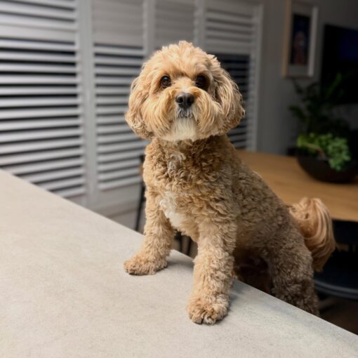 🎇Adopt Homer