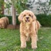 🎇Adopt Homer