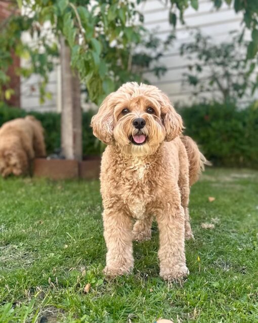 🎇Adopt Homer