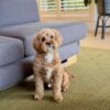 🎇Adopt Homer