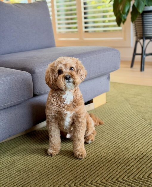 🎇Adopt Homer